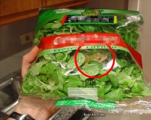 foto-rana-insalata