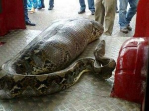 python-eats-drunk-man-india-story-has-turned-out-be-hoax-twitter-mvnair212