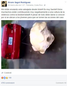 video-auto-tartaruga
