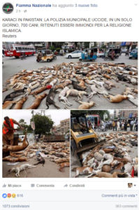 post-fiamma-nazionale-cani-pakistan