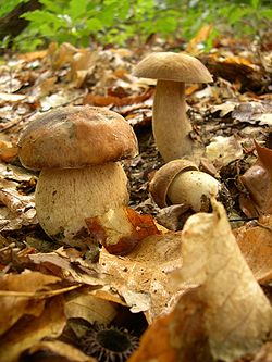 Boletus aestivalis (Foto Wikipedia)