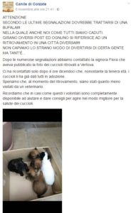 canile-colzate