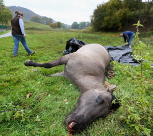le-chasseur-a-affirme-avoir-pris-le-cheval-pour-un-cervide-1477511189