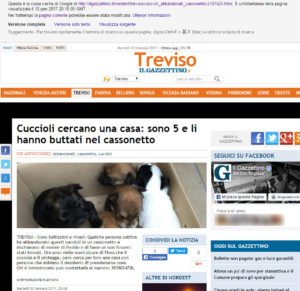 bufala-cuccioli